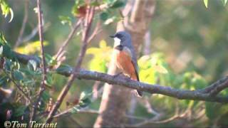 Rufous Whistler Pachycephala rufiventris [upl. by Ettenauq]