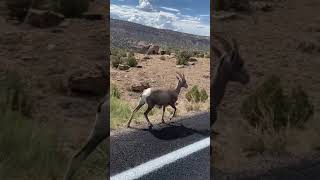 Uncompahgre National Forest Romantic day trips in Colorado road trips love roadtrip colorado [upl. by Harutek]