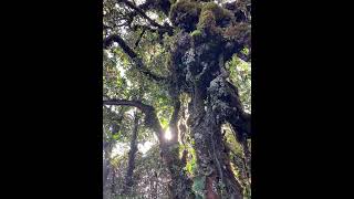 Малайзия Cameron Highlands Мох в Mossy forest [upl. by Carmelo]