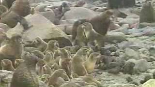 Southwest Alaska Kodiak Island Pribilof Islands Alaska Peninsula Katmai Park by TravelAlaskacom [upl. by Lewison94]