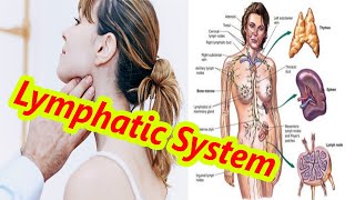 Anatomy of the Lymphatic System  Human Anatomy Lecture Lymphoid System Spleen Tonsils Thymus II [upl. by Madonia]