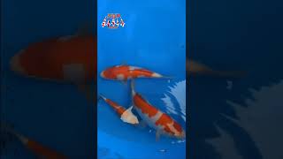 Taagari Koi Show 2024 Entry candidates  TEAM Marusho [upl. by Hilarius]