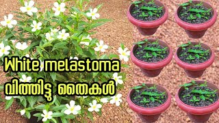 ഇതുവരെ ആർക്കും അറിയാത്ത white melastoma plant propagation Malayalam garden  gardening ideas [upl. by Sommers]