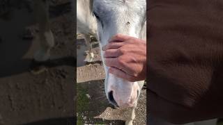 Wild Ponies at Carding Mill Valley  Shropshire UK [upl. by Fadil832]