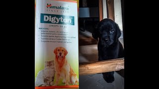 How to give himalaya digyton to your puppydogincrease digestibility of your puppydog [upl. by Aurelio600]