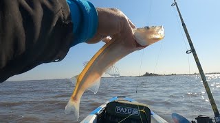 Pesca de pejerrey en Laguna Melincue pescadeportiva pejerrey kayakfishing [upl. by Neeloj299]