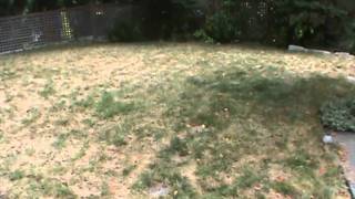 Lawn Aeration in Bellevue Washington [upl. by Eelrahs503]