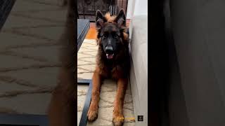 Meet the Fun Doggies That Will Make You Smile😊🐶 funnypup doglovers fypシ゚viral [upl. by Lipski]