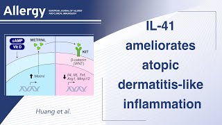 Meteorinlike proteinMETRNLInterleukin41 ameliorates atopic dermatitislike inflammation [upl. by Milewski902]