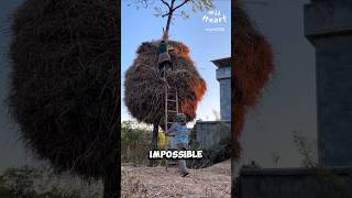 Why Wrap Trees with Rice Straw [upl. by Ylagam]