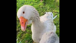 Dewlap Toulouse Goose “Charlie’s treat time willelsby [upl. by Aicilihp71]