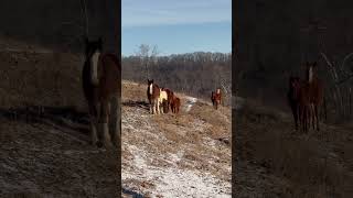 Rescue Draft Horse And His Buddies❤️shorts clydesdale rescue horseplay horse [upl. by Ambrosine]