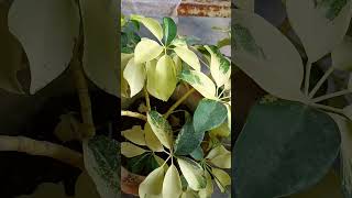 schefflera plant care tips gardening aloksgardeningtips garden gardeningideas aloksvlog plant [upl. by Irret]