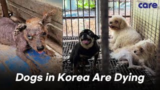 Dogs in Korea Are Dying [upl. by Isnan]