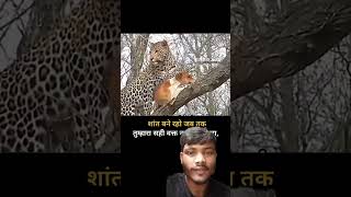 Sota Hua 🐯Sher 💯ko🐯😱🚨💪video 🎥🐈‍⬛😋viralvideo videoshow verynice nice lion superbeautiful vir [upl. by Niasuh]