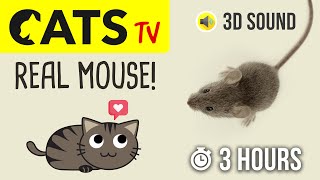 CATS TV  Catching REAL Mouse 🐭 HD  3 HOURS Game for cats to watch [upl. by Hiro]