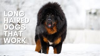 FABULOUS FIVE LONG HAIRED DOG BREEDS THAT WORK [upl. by Navonod]