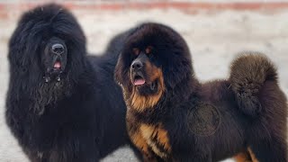 Two Tibetan Mastiffs  919417730301  HKKTibetanMastiffs [upl. by Anoyi]