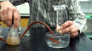 Enzyme Lab Setup Demo [upl. by Broderick274]