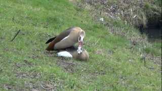 Mating Egyptian Geese  Parende Nijlganzen [upl. by Weinstein]