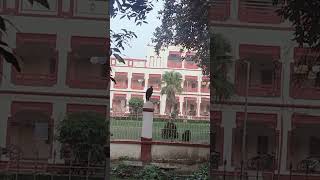 THIS IS MY HOSTEL  BROACHA HOSTEL BHU peacock [upl. by Kyla]