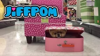 Jiffpom Hides in a Toy Box [upl. by Kilk]