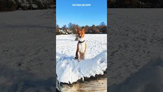 Basenji 🐕 The Barkless Dog dogs [upl. by Pytlik]