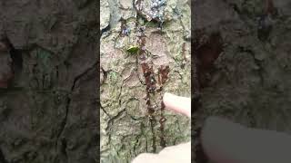 The Great Stink Bug RESCUE bug rescue funny wildlife [upl. by Dorella685]