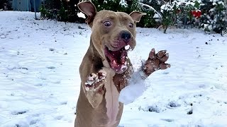 Dogs Reacting to First Snow  Try Not To Laugh [upl. by Enilrad]