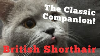 The Classic Companion The British Shorthair’s Timeless Charm [upl. by Fabrin]