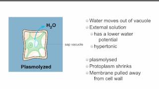 AS level D3 osmosis and cells Ms Cooper [upl. by Aikemit]