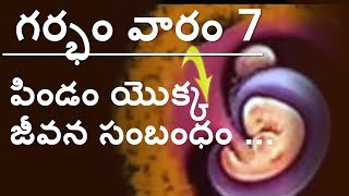 Pregnancy  Telugu  Week by week  Week 7 [upl. by Slen]