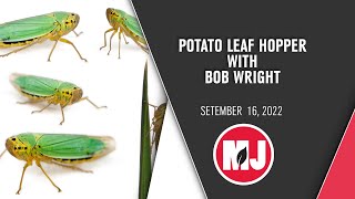 Potato Leaf Hopper  Bob Wright  September 16 2022 [upl. by Auoy]