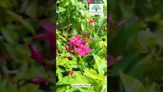 Jatropha Plant Pansare Nursery Kashti Mo 91 8692979951 nursery plants plant gardening [upl. by Bradleigh]