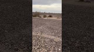 Explore the Old Plank Road Journey Through History amp Algodones Dunes [upl. by Job841]