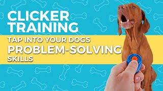 Unlock Clicker Training Success 🐾 Episode 1 Optimise Your Dog Training Routines  Platinum K9 [upl. by Oicnanev]