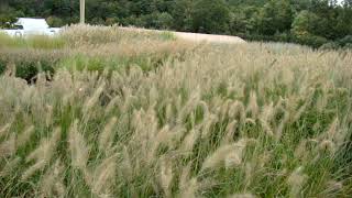 Pennisetum alopecuroides Hameln [upl. by Gnivri]