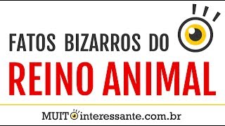 Fatos Bizarros do Reino Animal  MUITO interessante 1 [upl. by Nnek]