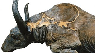 “Blue Babe” The 36000 Year Old Steppe Bison Mummy That Is…Blue [upl. by Morris592]