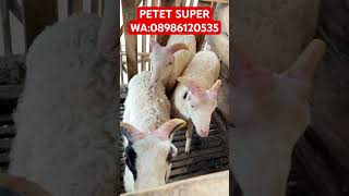 Domba garut petet jantan usia 3 bulan super kasep trending viralvideo shorts domba animals fyp [upl. by Aivatal]