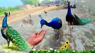 Peacocks Eating food in hand  mor ko khorak dana  peafowl feeding  peacock feeding [upl. by Rehpotsirahc886]