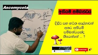 AscomycotaKingdom Fungi අනියම් සම්බන්ධය [upl. by Selig]