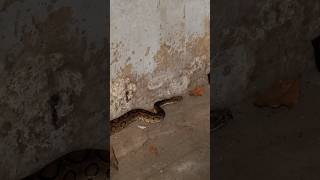 എലിമാളം വീണ്ടും പണിയുണ്ടാക്കി🐍  Rescuing a Russells Viper dangeroussnake sarpa snakerescue [upl. by Atikam]