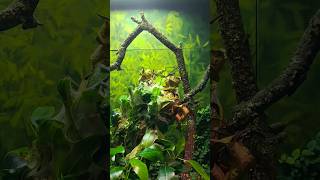 Green Tree Ant Colony at Melbourne Museum ants [upl. by Quita]