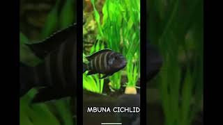 MBUNA cichlid community Fishtank fyfyp africancichlid mbuna aquariumhobby prettyfish fishtank [upl. by Medarda]