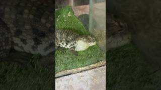 Hatchling  baby crocodile 🐊 crocodile hatchling baby reptiles shorts short crocodilevideo [upl. by Amikan645]