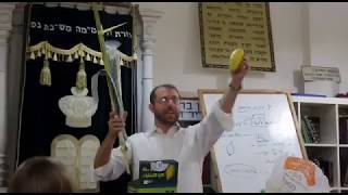 How to Shake the Lulav amp Etrog [upl. by Ardnuassac]