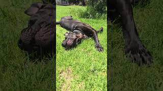 Clean water quotWiggle Pigglesquot Hes happy now 🥳 australia doglover [upl. by Acinomed]