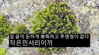 작은민서리이끼 Racomitrium fasciculare var Brachyphyllum card [upl. by Nagn234]