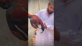 GuJJaR ch asim Awana GuJJaR ❤️ shartvideo gro [upl. by Ttik]